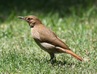 Birds and mammals in Argentina, Chile and Uruguay