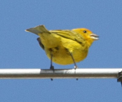 Saffron Finch, male