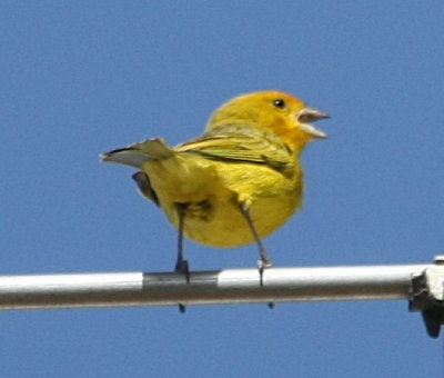 Saffron Finch, male