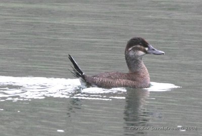 Lake Duck, female