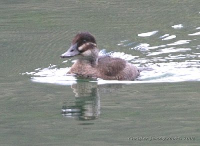 Lake Duck, female