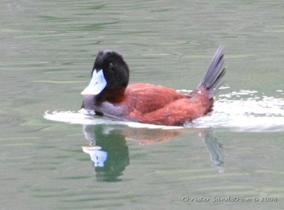 Lake Duck, male