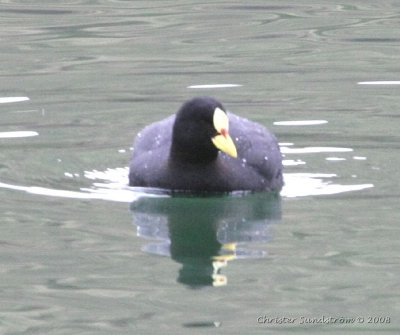 Red-gartered Coot