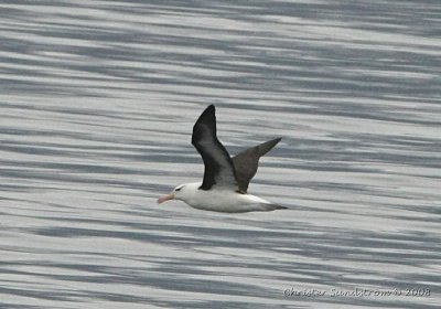 Svartbrynad albatross