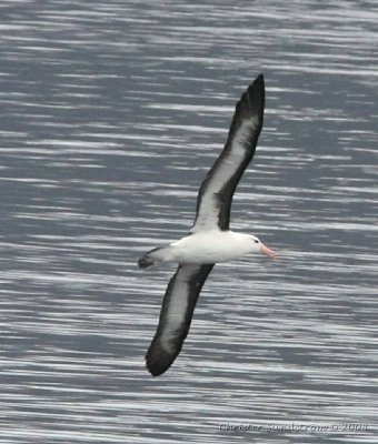 Svartbrynad albatross