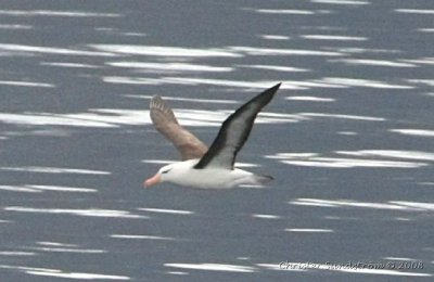 Svartbrynad albatross