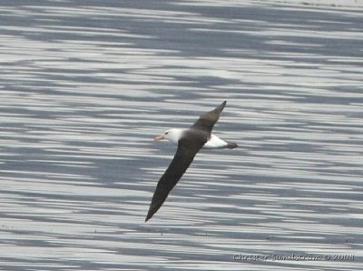 Albatrosses, Shearwaters, Storm-Petrels