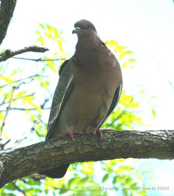 Picazuro Pigeon