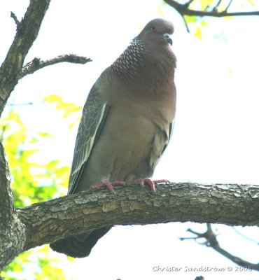 Picazuro Pigeon