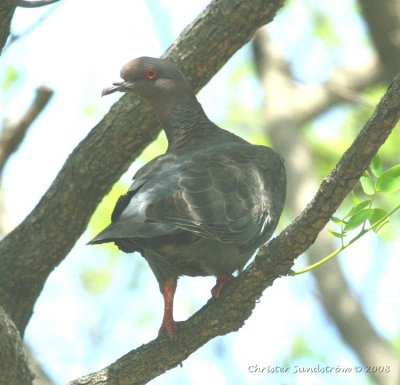 Picazuro Pigeon