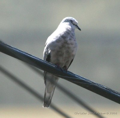 Picui Ground-Dove