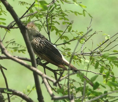 Guira Cuckoo