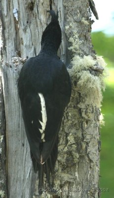 Magellanic Woodpecker, female