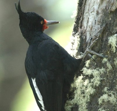 Magellanic Woodpecker, female