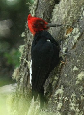 Magellanic Woodpecker, male