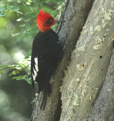 Magellanic Woodpecker, male