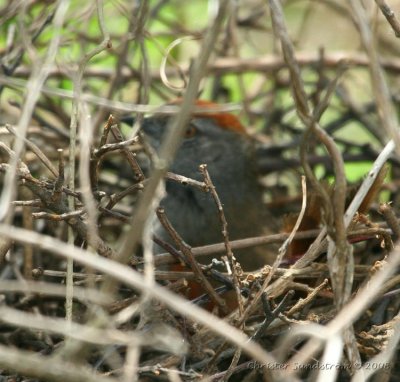 Pale-breasted Spinetail