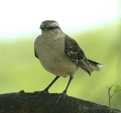 Chalk-browed Mockingbird