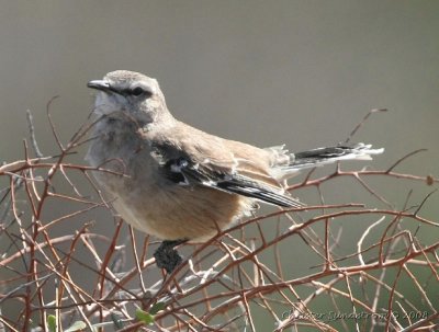 Patagonian Mockingbird