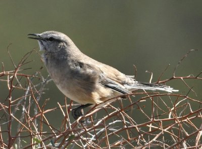 Patagonian Mockingbird