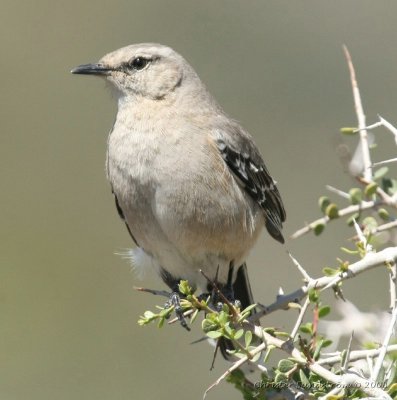 Patagonian Mockingbird