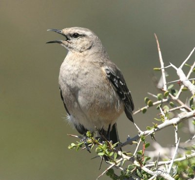 Patagonian Mockingbird