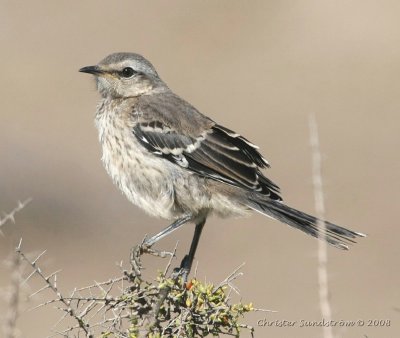 Patagonian Mockingbird