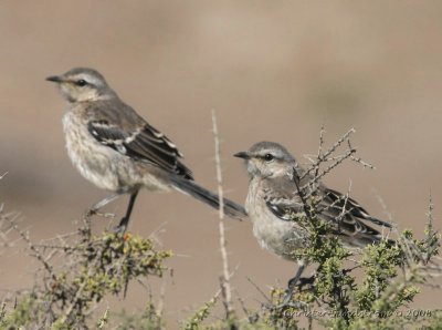 Patagonian Mockingbird