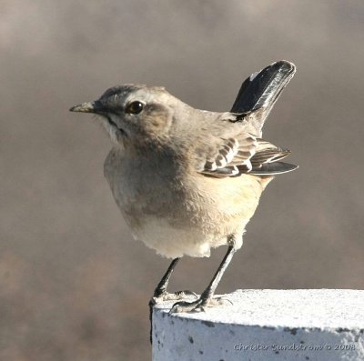 Patagonian Mockingbird