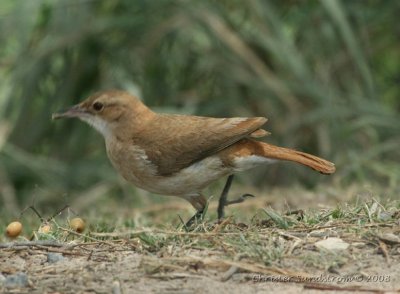 Rufous Hornero