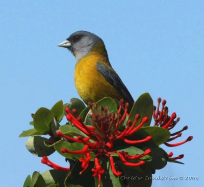 Patagonian Sierra-Finch