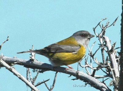 Patagonian Sierra-Finch