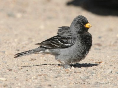 Mourning Sierra-Finch