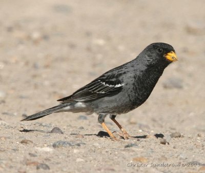 Mourning Sierra-Finch