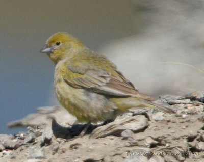 Patagonian Yellow Finch