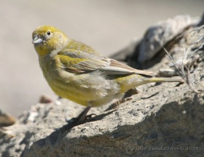 Patagonian Yellow-Finch