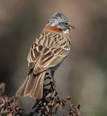 Rufous-collared Sparrow