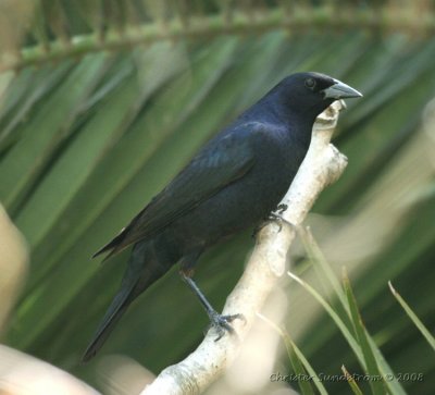 Shiny Cowbird