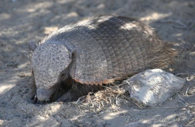 Big Hairy Armadillo