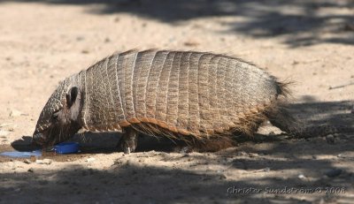 Big Hairy Armadillo