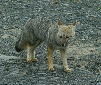 Wolves, Coyote, Foxes, Jackals