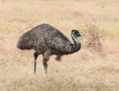 Birds in Australia