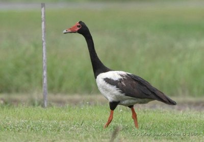 Magpie Goose