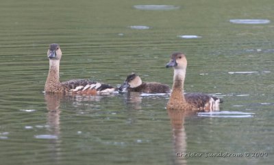 Wandering Whistling-duck