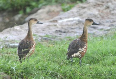 Wandering Whistling-duck