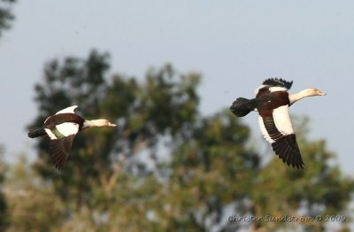 Radjah Shelduck