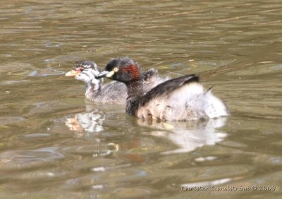 Australasian Little Grebe