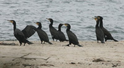 Great Cormorant