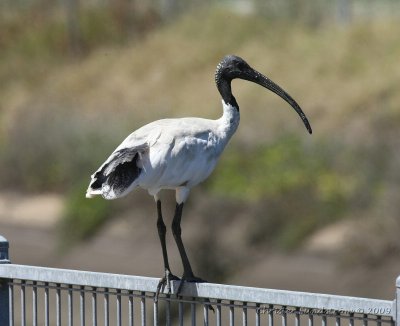 Australian White Ibis