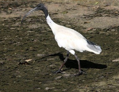 Australisk ibis